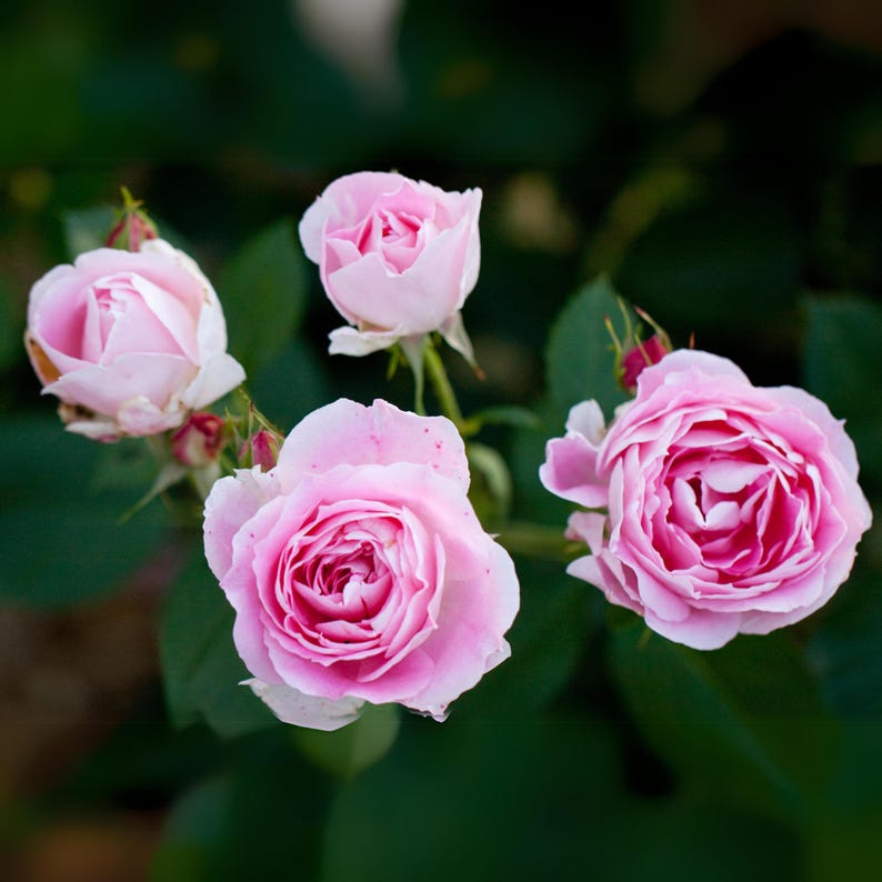 SweetGardenUS Carefree Wonder Rose Seed - Thumbnail 3