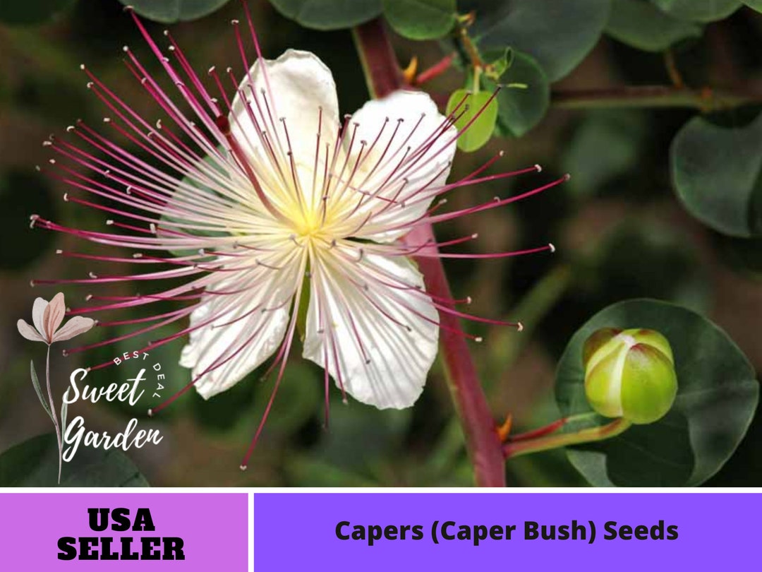 12 Seeds Capers caper Bush Seeds Flower Vegetable Seeds Asian Garden