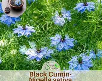 15 Seeds| Cumin Black (Charnushska) Seeds ~Grow Your Own Black Seed -Authentic~ Vegetable ~ Asian Garden~Fruit Seeds-. Non GMO #6029