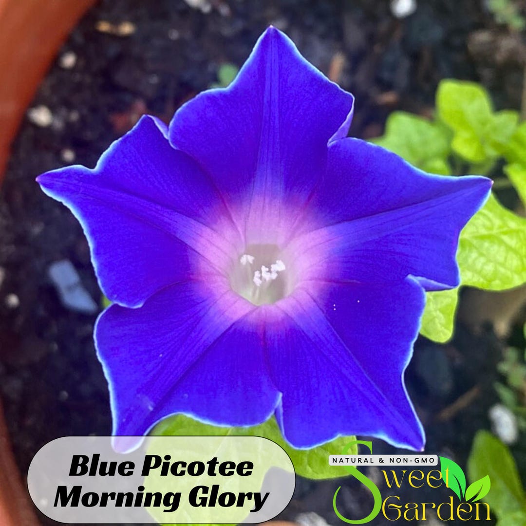 Blue Picotee Morning Glory Seeds – Easy Grow Annual Vine Flowers
