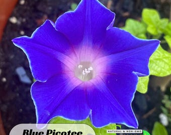Blue Picotee Morning Glory Seeds – Easy Grow Annual Vine Flowers