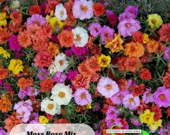 Moss Rose (Portulaca Grandiflora Mix) Seeds - Purslanes Seeds - Heirloom Succulent - Colorful Flowers- Drought Tolerant - B5G1 #8172