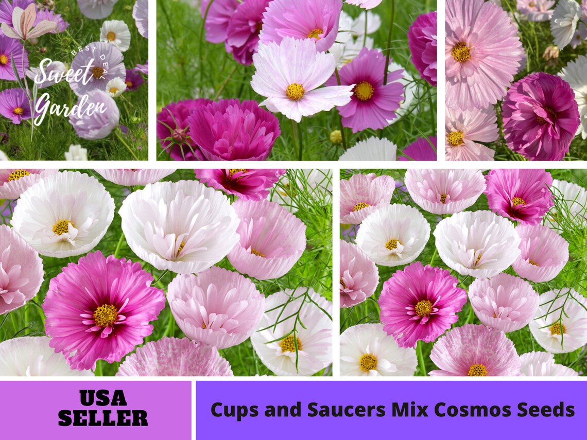 50 Seeds Cupcakes and Saucers Mix Cosmos Seedsperennial Etsy