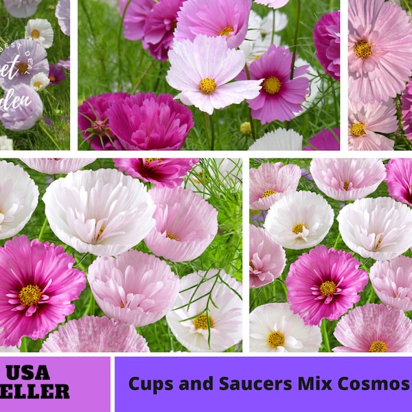 Cupcakes and Saucers Mix Cosmos Seeds-Annuals-Authentic Seeds-Flowers -Organic. Non GMO -Mix Seeds for Plant-B3G1#L007.