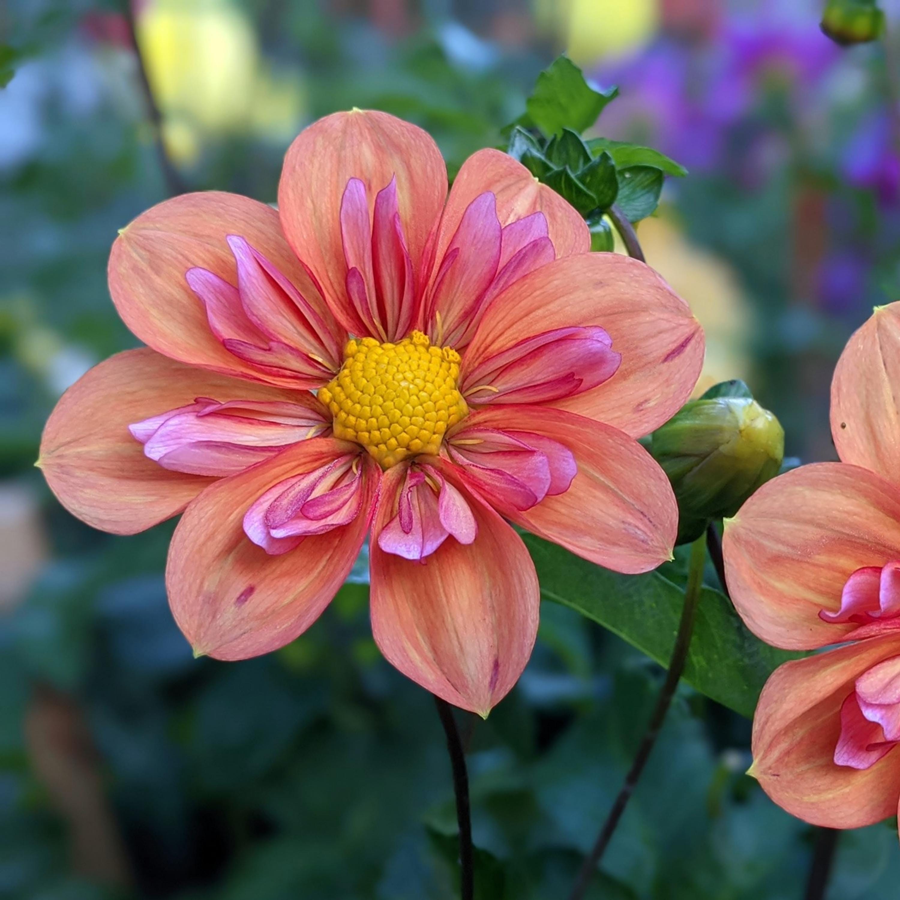 Dahlia確認ページ Dahlia Shirley Mix – Cedar Edge Floral