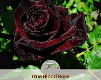 True Blood Black Rose Seeds - Exotic Perennial Flowers
