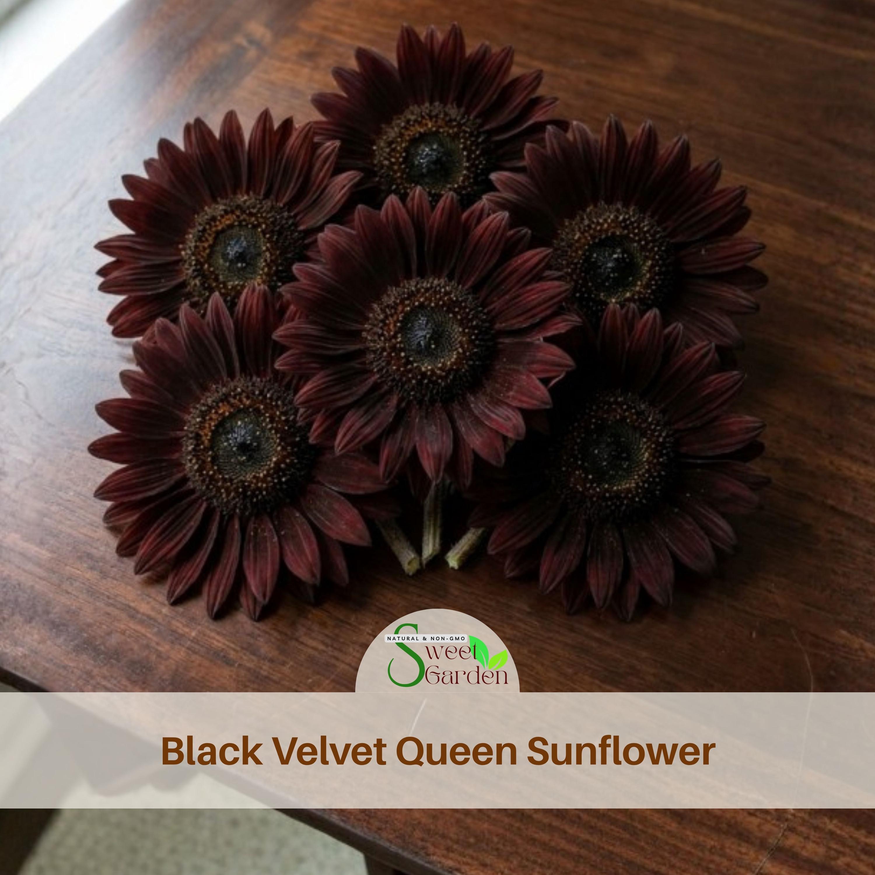 25s|black Velvet Queen Sunflower Seeds - Helianthus Annuus