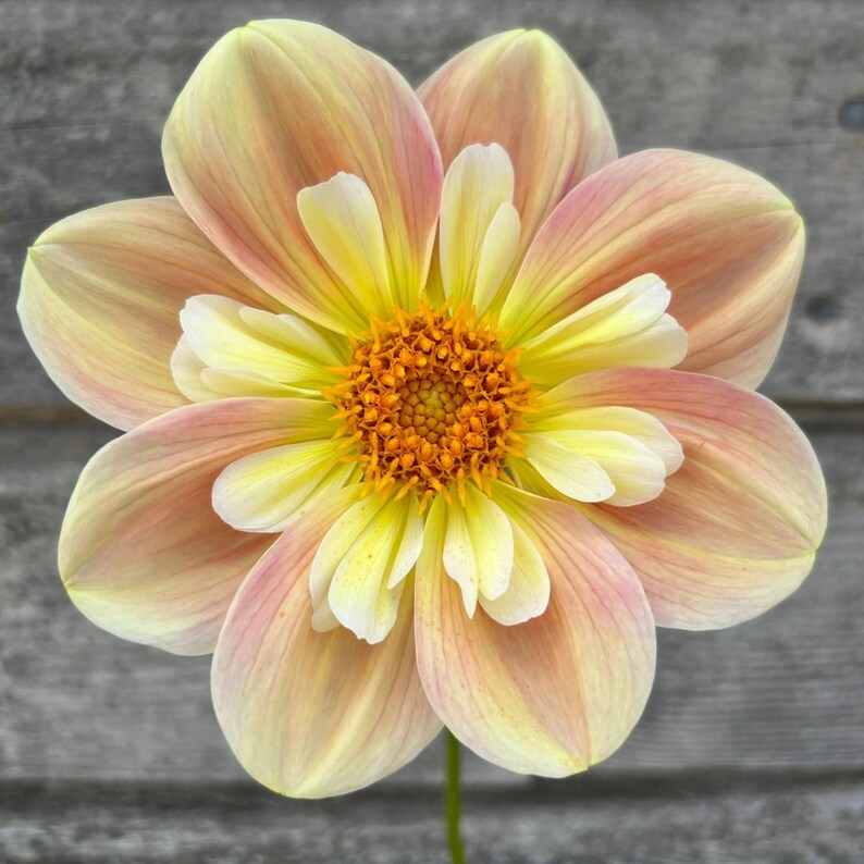 April Heather Dahlia Seeds - Perennial - Authentic Seeds - Flowers - Clumping - Dahlia Garden - Summer Blooming - Easy To Grow #D094 imagem 9