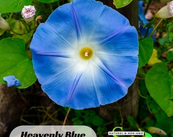 Heavenly Blue Morning Glory Seeds, Easy Grow Annual Vine, Non-GMO Flower Seeds