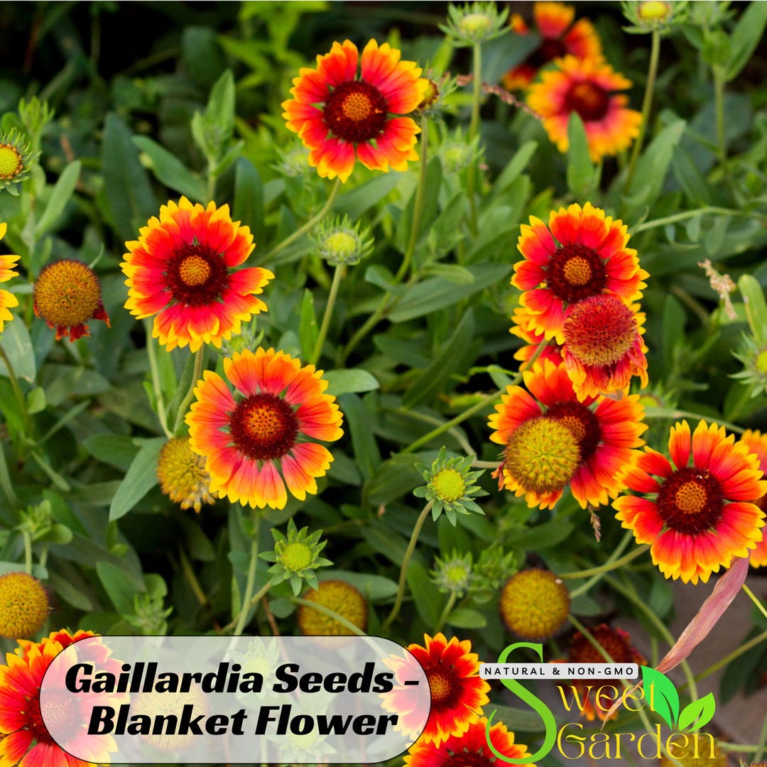 Exquisite Gaillardia Seeds Image Collection Exquisite Gaillardia Seeds Image Collection