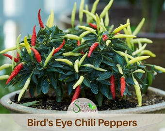 15 Seeds| Bird's Eye Chili Peppers (Thai) Seeds- -Authentic Seeds-Flowers -. Non GMO -Seeds -~ Vegetable seeds~ Fruit-  #6039