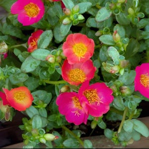 Puede incluir: Primer plano de una planta en maceta con flores de color rosa brillante y naranja. Las flores tienen centros amarillos y est&aacute;n floreciendo en un exuberante follaje verde.