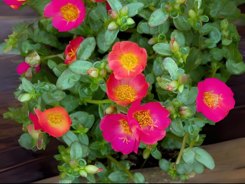 Puede incluir: Primer plano de una planta en maceta con flores de color rosa brillante y naranja. Las flores tienen centros amarillos y est&aacute;n floreciendo en un exuberante follaje verde.
