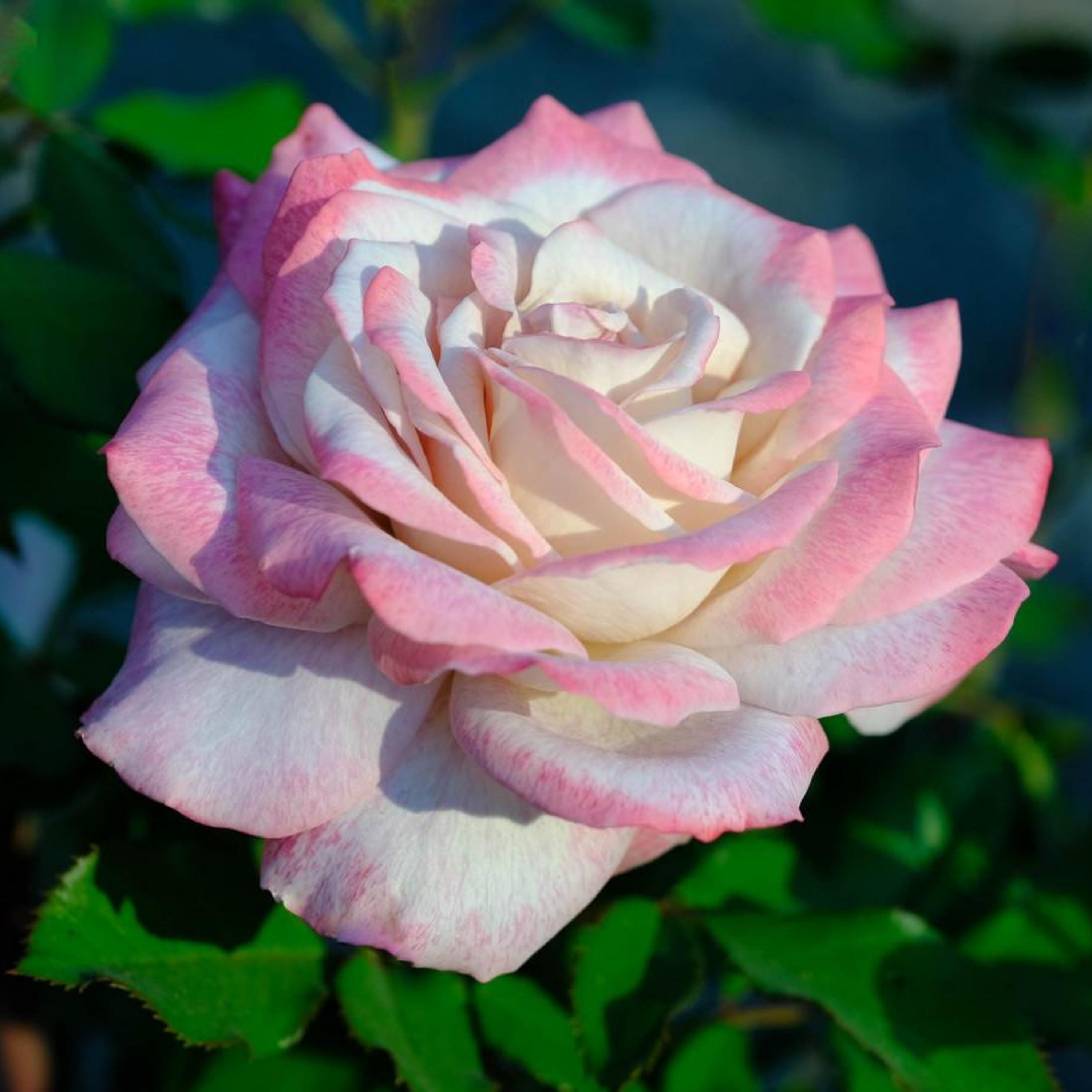 Pink & White Rose Seeds - Perennial Climbing Shrub (30 Seeds) - Etsy