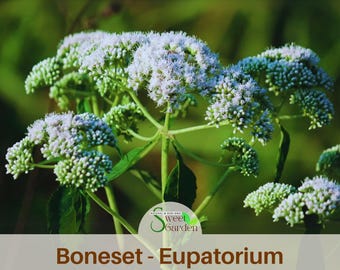 15 Seeds| Boneset - Eupatorium Seeds- Immune Support & Fever Relief Authentic~Vegetable ~ Asian Garden~Fruit Seeds-. Non GMO -  #6027