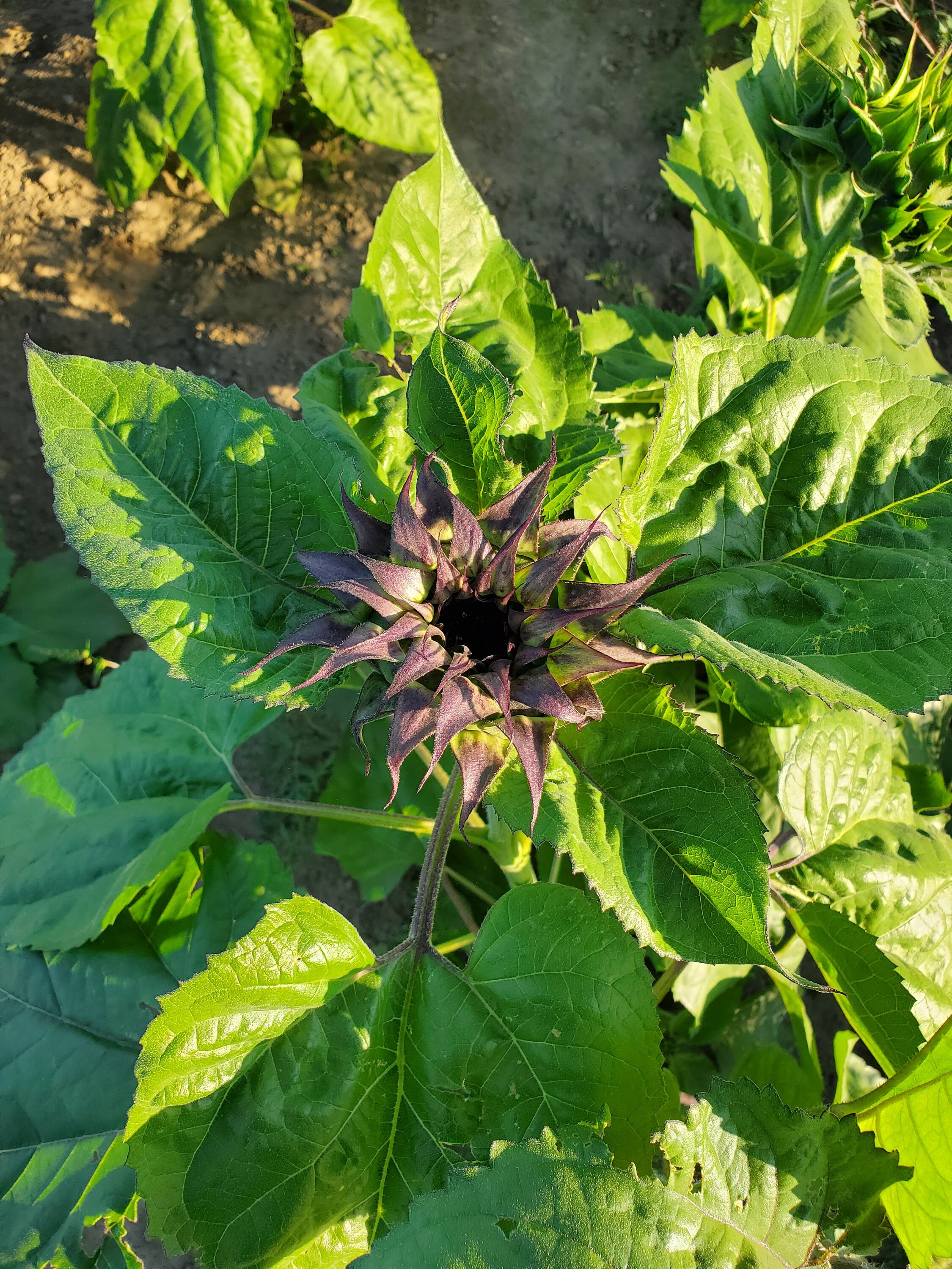 25 Seeds Purple Sunflower Seeds perennial authentic Etsy