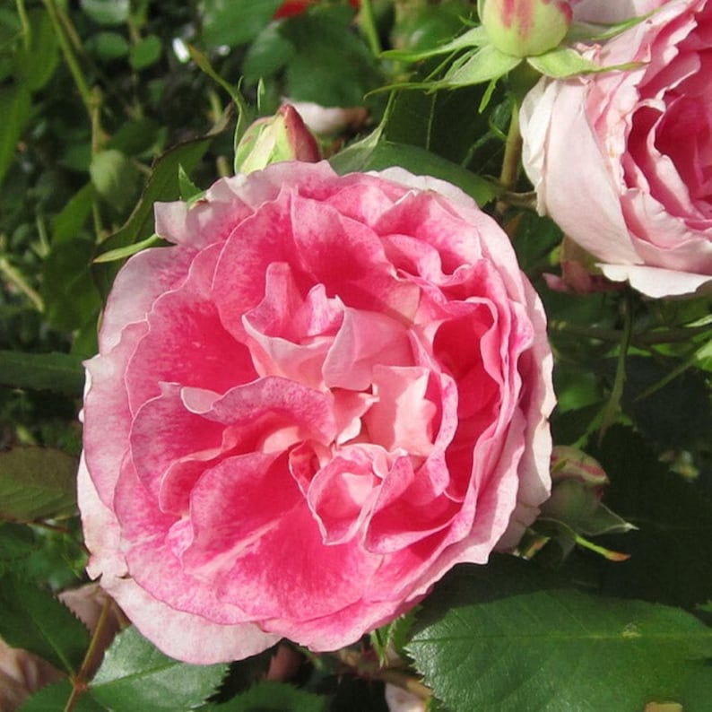 SweetGardenUS Carefree Wonder Rose Seed - Thumbnail 4
