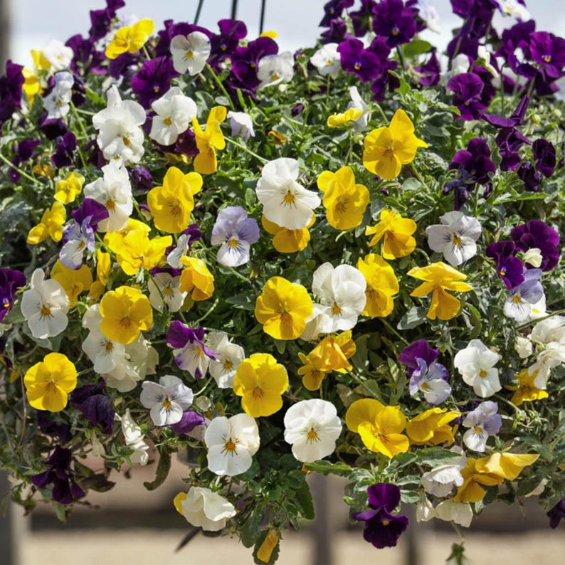 SweetGardenUS Pansy Seeds - Thumbnail 3