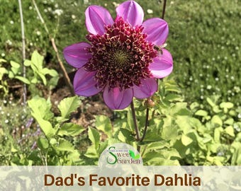 Dahlia Seeds – Perennial Garden Flower, Easy To Grow