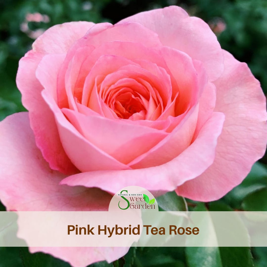 Pink Tea Roes Pink Hybrid Tea Rose Seeds - Perennial Climbing Rose Garden - Etsy