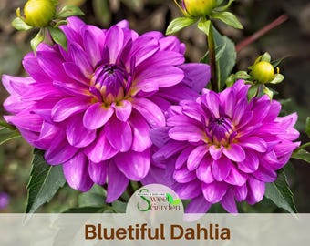 20+ Dahlia Piccolo Mix / Flower Seeds - Etsy