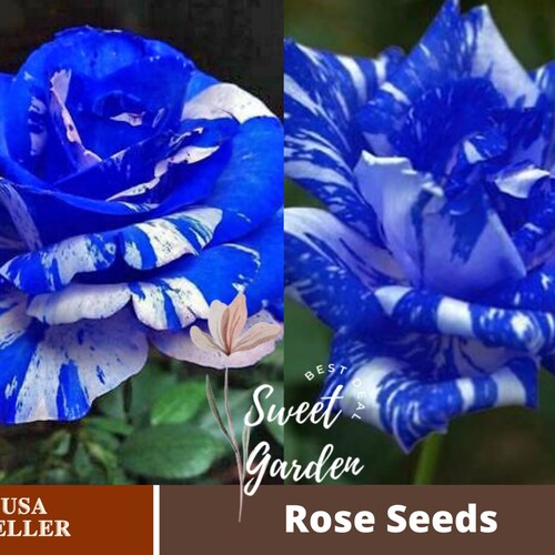 30 Rare Seedblues Blue Rose Seeds Flower 1072authentic Etsy
