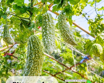 10s| Bitter Melon Seeds – Momordica Charantia –  Asian Vegetable Seeds– Balsam Pear – Easy Grow – High Yield – Climbing Vine #New 5-8