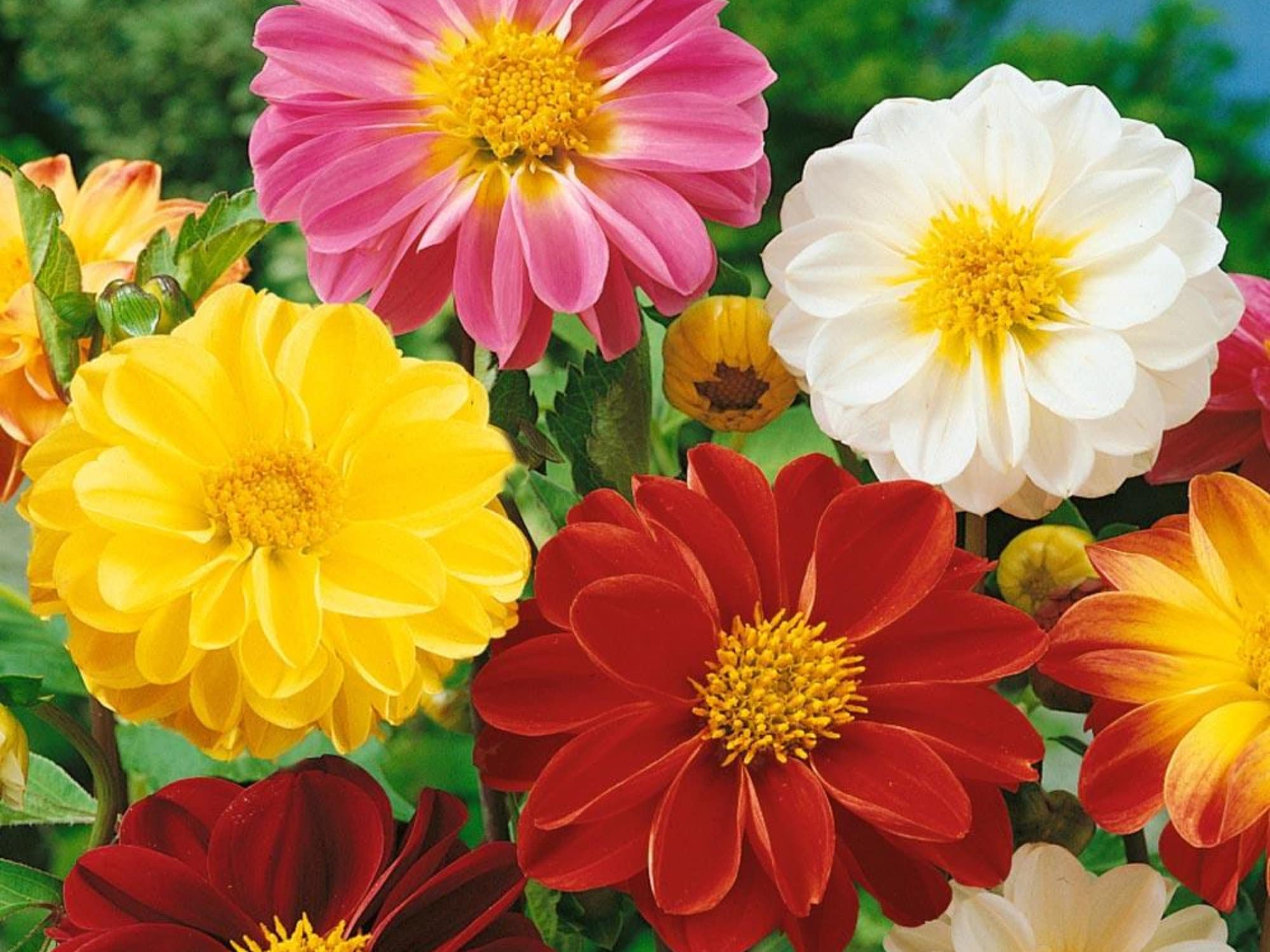 42 Seeds Unwins Bedding Mix Seed Dahlia Seedsperennial Etsy