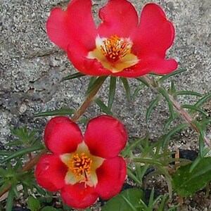 Puede incluir: Dos flores de color rojo brillante con centros amarillos florecen sobre un fondo gris texturizado. Las flores tienen cinco p&eacute;talos cada una y est&aacute;n rodeadas de follaje verde.