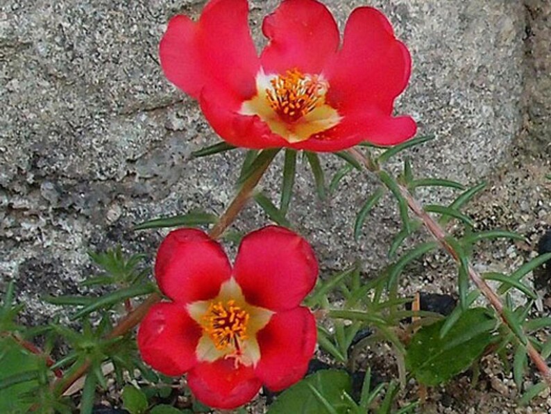 Puede incluir: Dos flores de color rojo brillante con centros amarillos florecen sobre un fondo gris texturizado. Las flores tienen cinco p&eacute;talos cada una y est&aacute;n rodeadas de follaje verde.