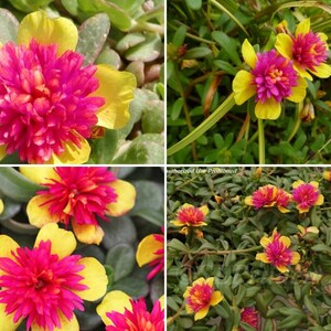 Pode incluir: Close-up de flores vibrantes com p&eacute;talas amarelas brilhantes e um aglomerado central de rosa choque. As flores s&atilde;o cercadas por folhagens verdes, criando uma cena colorida e natural. A imagem &eacute; um close-up das flores.