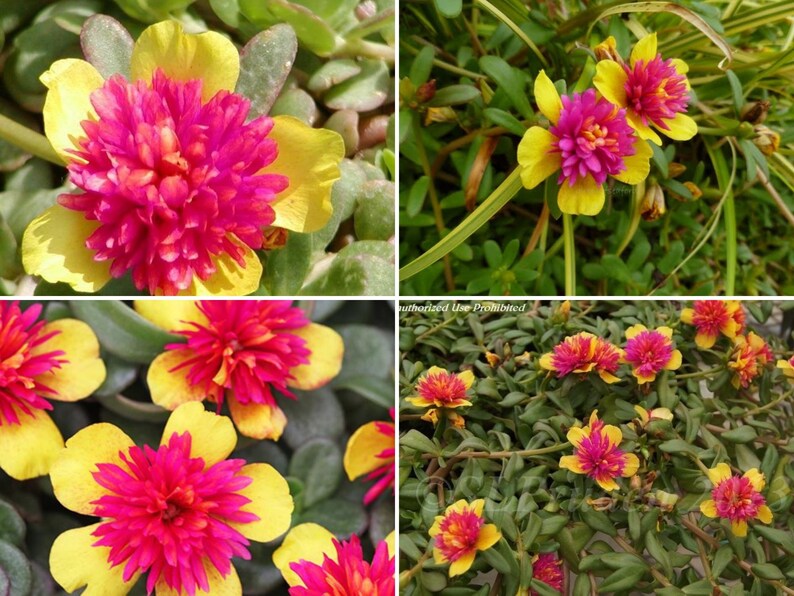 Pode incluir: Close-up de flores vibrantes com p&eacute;talas amarelas brilhantes e um aglomerado central de rosa choque. As flores s&atilde;o cercadas por folhagens verdes, criando uma cena colorida e natural. A imagem &eacute; um close-up das flores.
