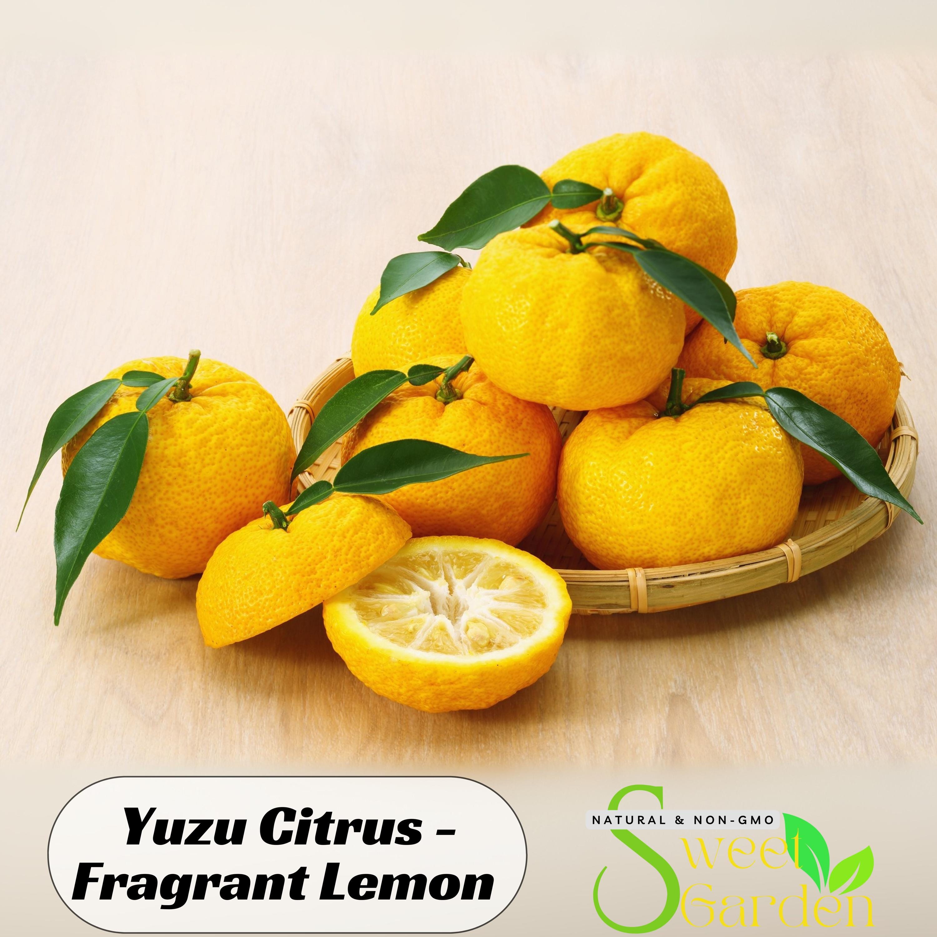 ゆずLemon Amazon.co.jp: Suntory C.C. Lemon Yuzu Mix Carbonated 16.9 fl