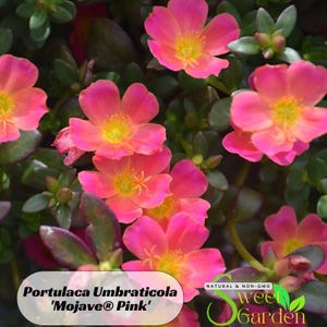 Portulaca Umbraticola &#39;Mojave® Pink&#39; Seeds - Portulaca oleracea Seeds -Purslanes Seeds - Heirloom Succulent - Colorful Flowers -B5G1 #8185