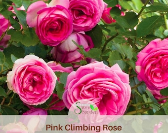 Pink Climbing Rose Bush Seeds - Authentic Perennial Flowers
