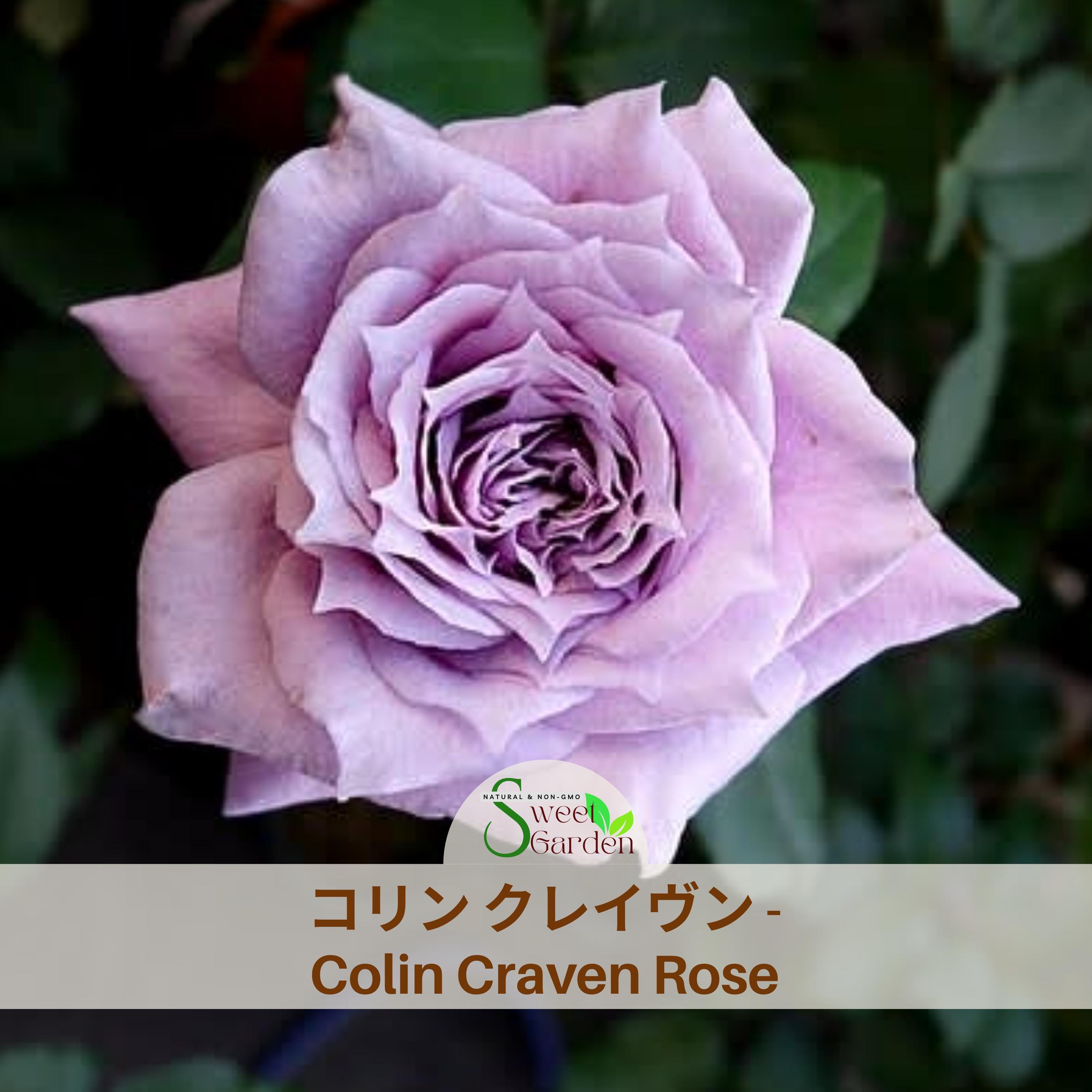 コリン クレイヴン - Colin Craven Rose Seeds - Perennial