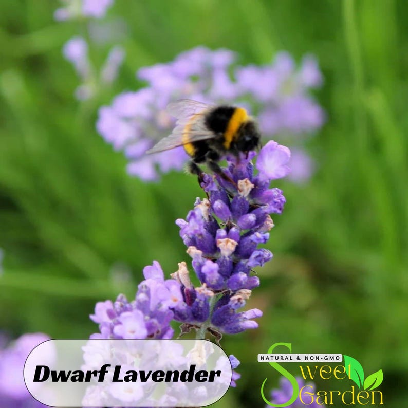 May include: A close-up of a bee pollinating a purple dwarf lavender flower. The flower is in bloom and has a delicate fragrance. The bee is a common sight in gardens and is essential for pollination.