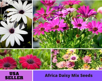 Africa Daisy Mix Seeds-Perennial -Authentic Seeds-Flowers -Organic. Non GMO -Vegetable Seeds-Mix Seeds for Plant-B3G1#N002