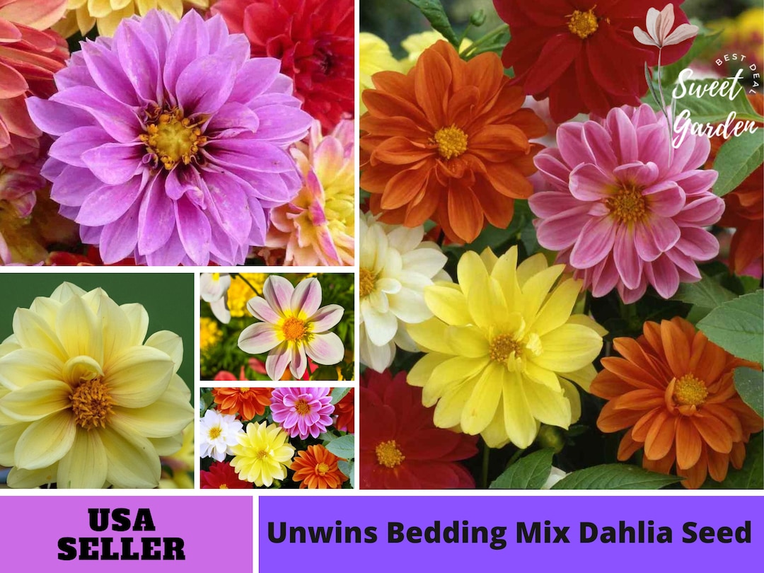 42 Seeds Unwins Bedding Mix Seed Dahlia Seedsperennial Etsy
