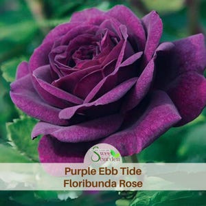 May include: A deep purple Ebb Tide floribunda rose with many layered petals in full bloom. The flower features a rich, dark violet hue with a velvety texture. A logo with the text Sweet Garden is visible at the bottom of the image.