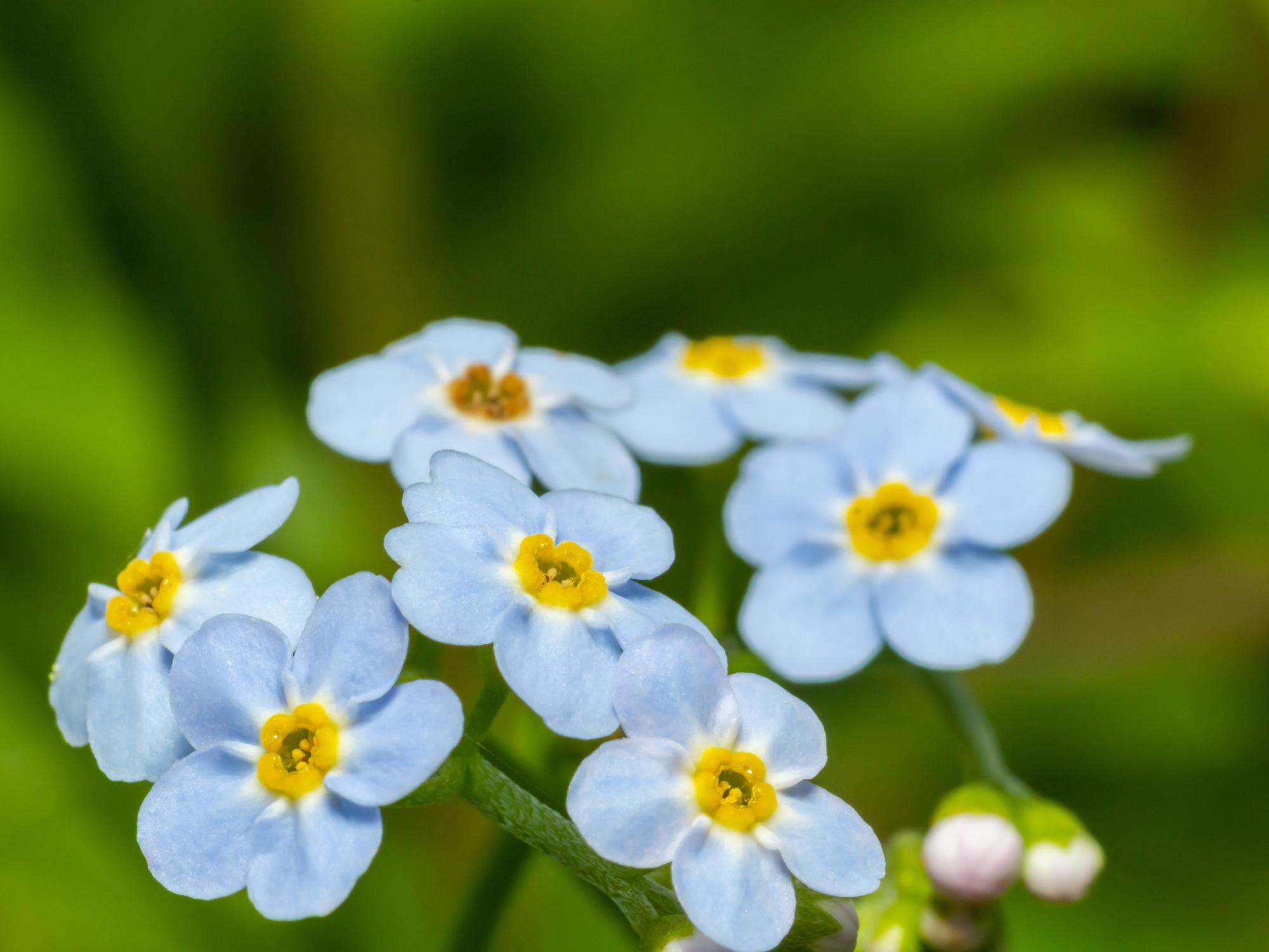 ARABIA エステリ ボタニカ\"Myosotis scorpioides\" ARABIA/アラビア Botanica/ボタニカ myosotis scorpioides