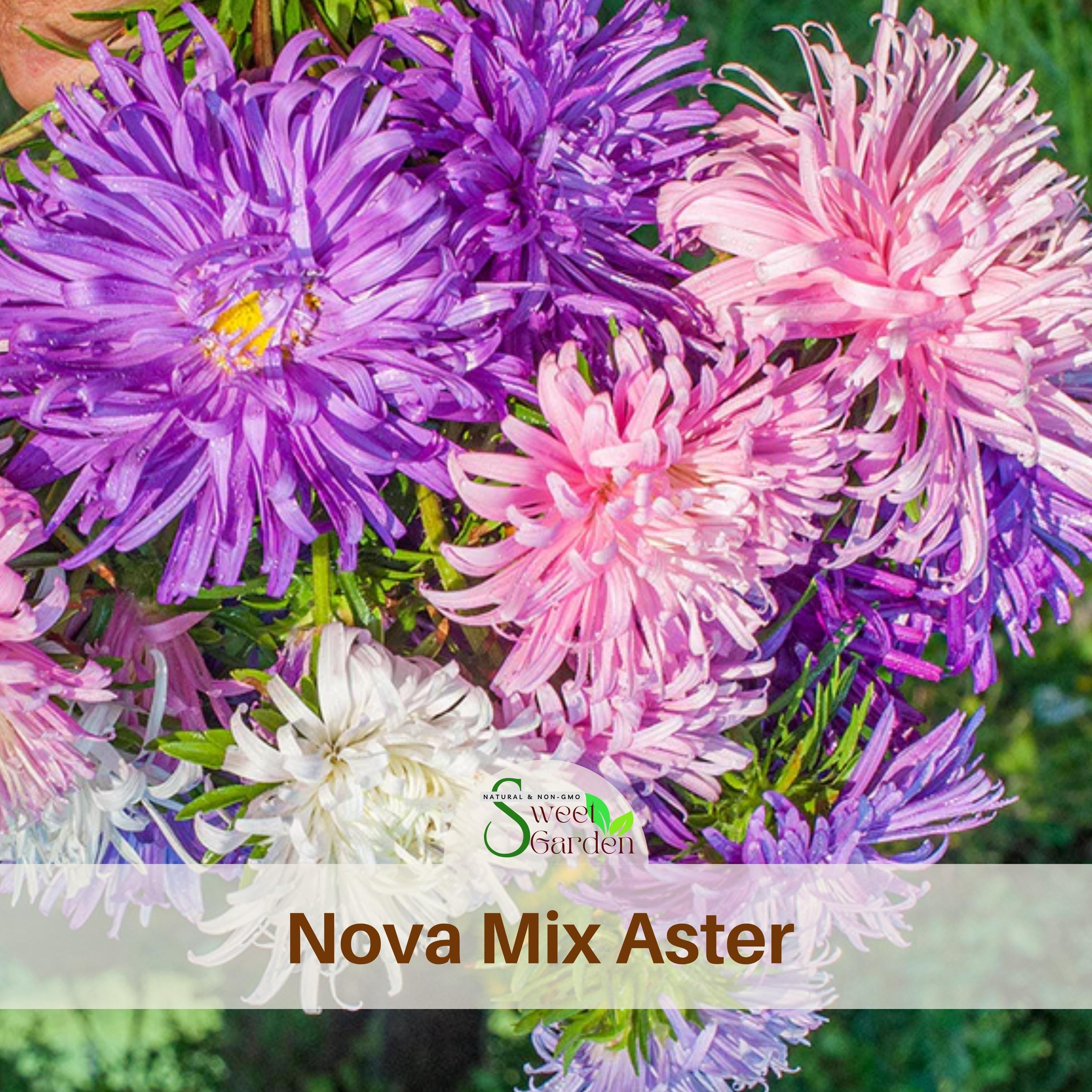 Nova Mix - Aster Seeds (Needle) - Perennial -Authentic Seeds -Vegetable Seeds-Mix Seeds for Plant-
