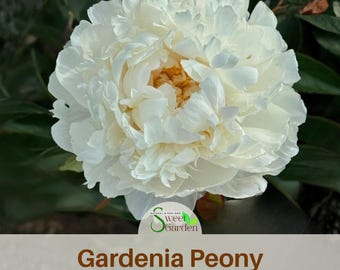 Gardenia Peony Seeds | Heirloom Cream Peony Flowers