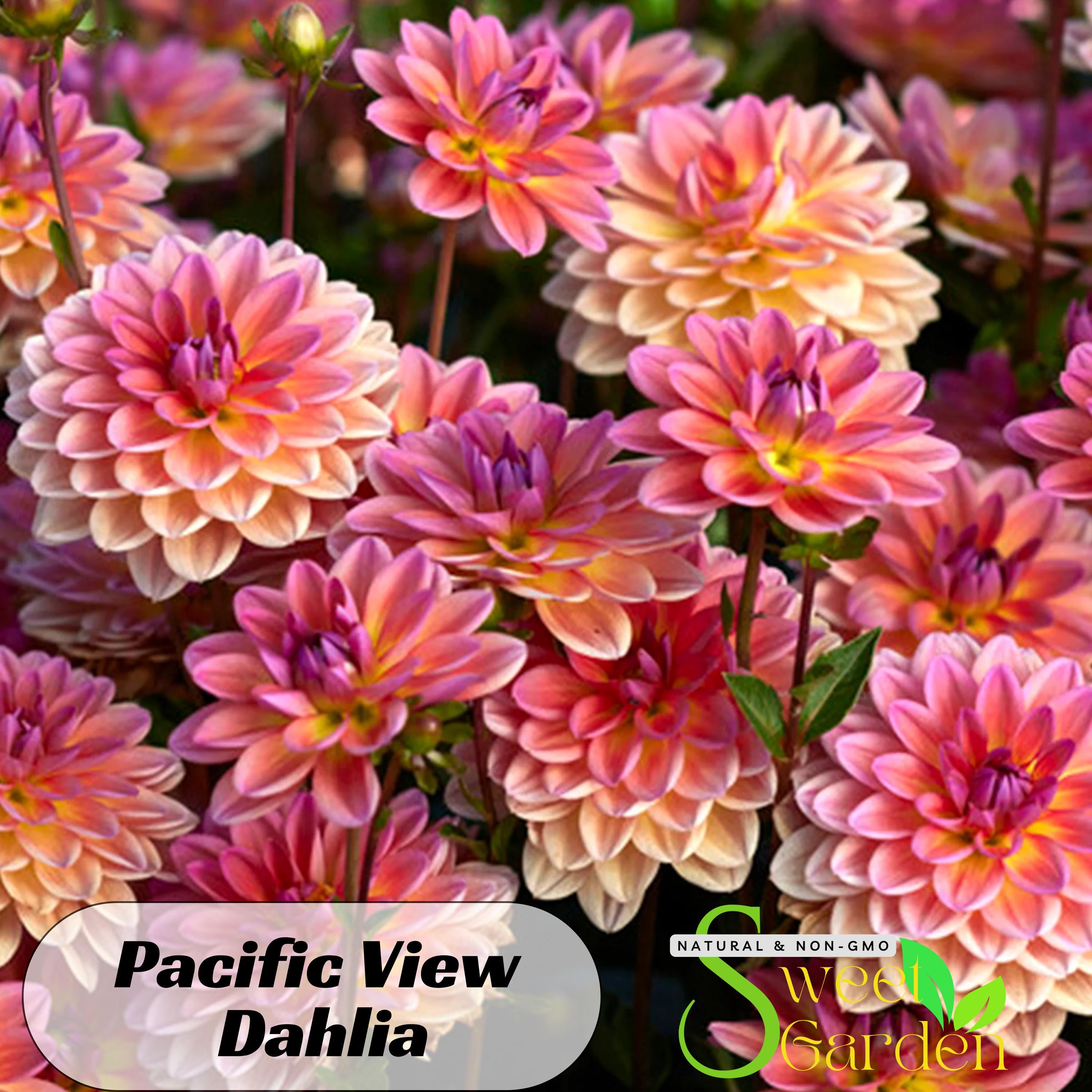 その他 Dahlia, Idyllic Dreamer CSR その他 Dahlia, Idyllic Dreamer CSR Dahlia, Idyllic Dreamer CSR
