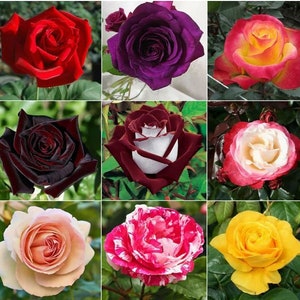 Muti- color Mix Rose Seeds - Perennial -Authentic Seeds-Flowers -Organic. Non GMO -Vegetable Seeds-Mix Seeds for Plant-B3G1#1060