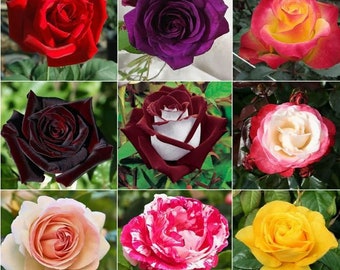 Muti- color Mix Rose Seeds - Perennial -Authentic Seeds-Flowers -Organic. Non GMO -Vegetable Seeds-Mix Seeds for Plant-B3G1#1060