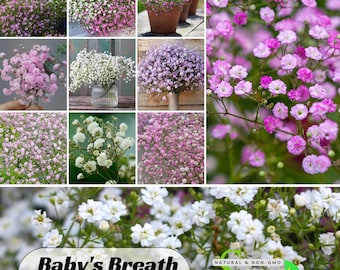 Baby&#39;s Breath Seeds (Mix 1) - Gypsophila -Perennial -Authentic Seeds -Vegetable Seeds-Mix Seeds for Plant-B3G1 #8019