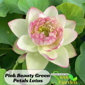 5+ Rare Seeds| Pink Beauty Green Petals Lotus Seeds  - Indian Lotus (Nelumbo Nucifera) Seeds - Easy To Grow - Lotus Flower - Clumping  #Q040