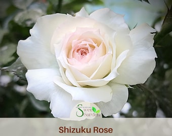 Shizuku Rose Seeds - Rare Japanese - White Blend Hybrid Tea
