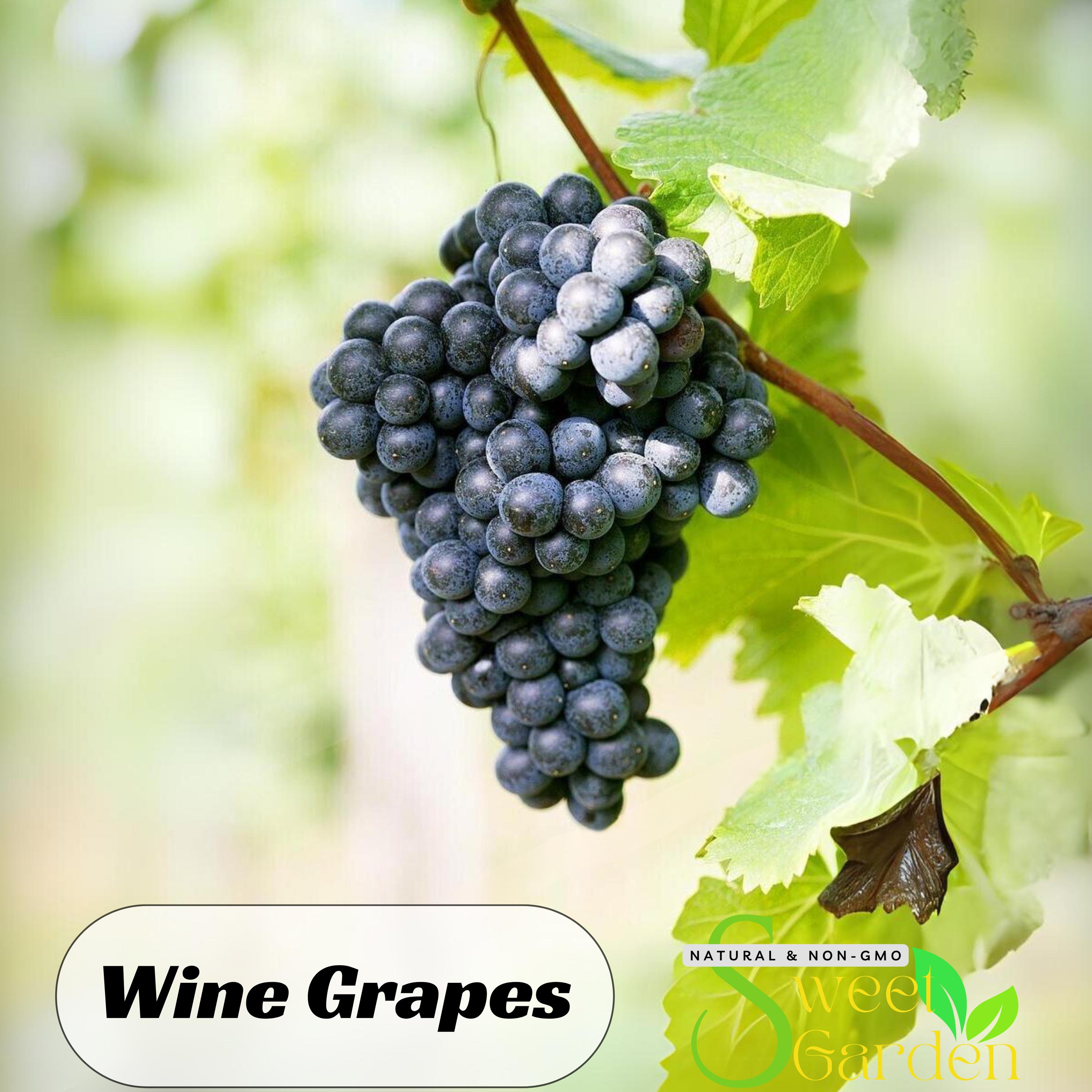 10 Seeds| Grapes Wine Seeds - Authentic Seeds ~ Vegetable seeds~ Asian Garden~ Fruit Seeds- Flowers -Organic. Non GMO -  #6036